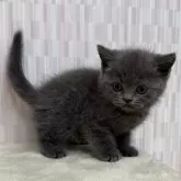 ブリティッシュショートヘア【千葉県・男の子・2025年5月24日・ブルー】の写真5