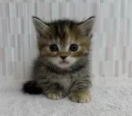 マンチカン(短足)【千葉県・女の子・2025年11月6日・ブラウンパッチドタビー】の写真6