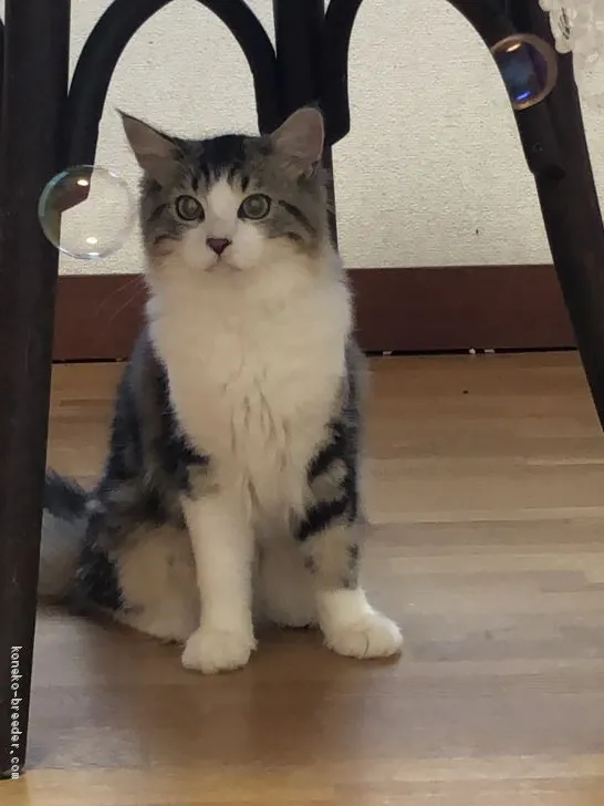 ID:2009-00794の子猫