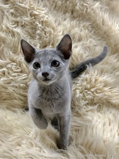 ID：1907-01776の子猫