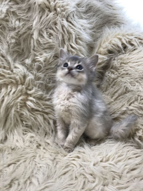 ソマリ 静岡県 男の子 18年12月2日 ブルーシルバー レアなブルーシルバーの子猫です みんなの子猫ブリーダー 子猫id 1901 ソマリ 静岡県 男の子 18年12月2日 ブルーシルバー レアなブルーシルバーの子猫です みんなの子猫ブリーダー 子猫id 1901