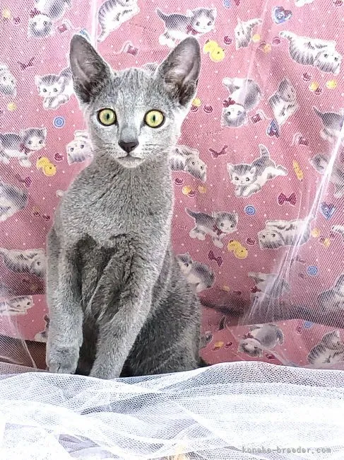 ID:2107-02456の子猫