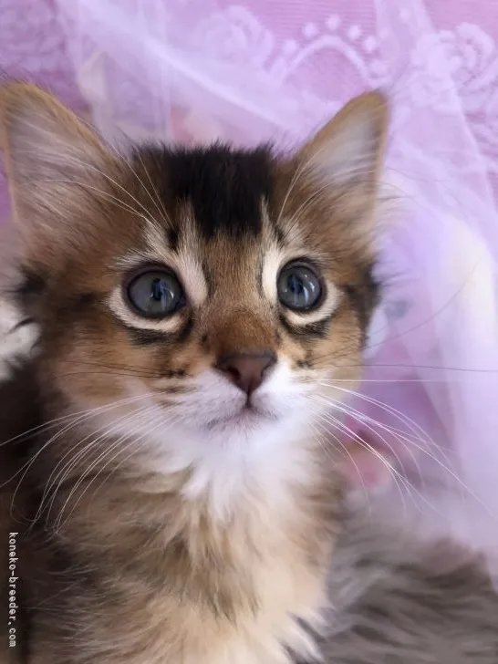 ID：2104-01503の子猫