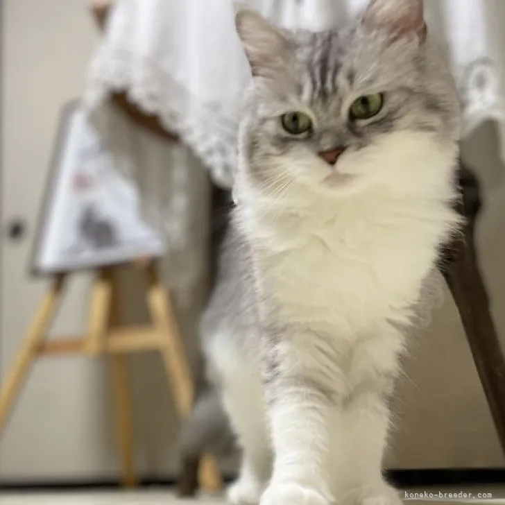 ID：2210-00484の子猫