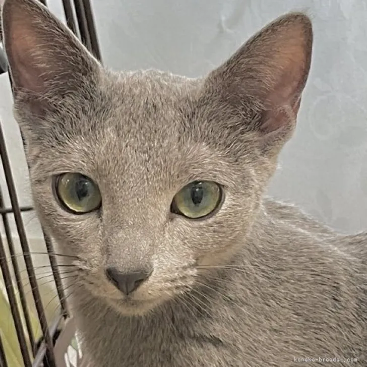 ID：2302-00147の子猫