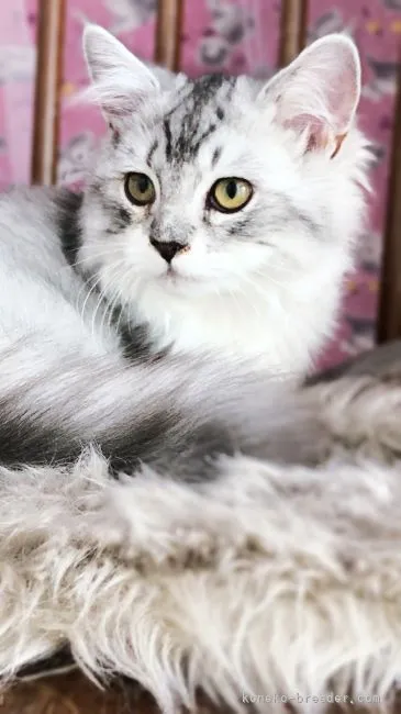 ID：2109-00902の子猫