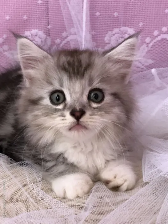 ID:2108-00923の子猫