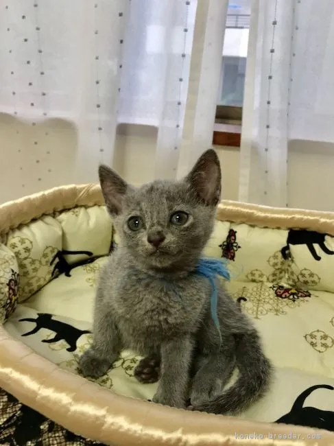 ID:1807-00349の子猫