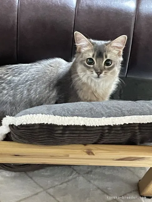 ID：2211-02477の子猫