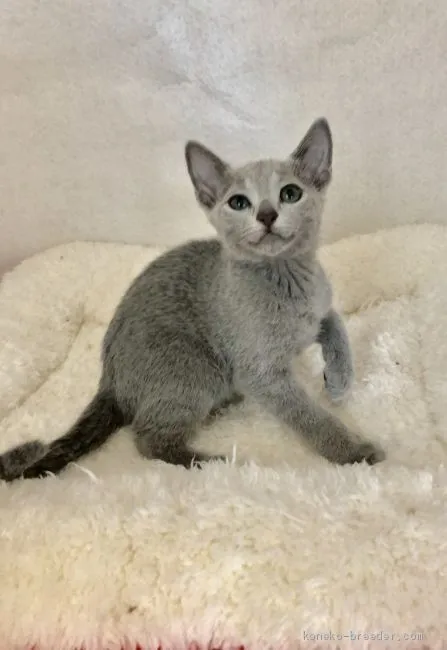 ID：1907-01249の子猫