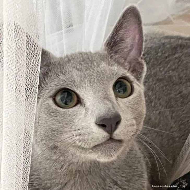 ID：2210-00472の子猫