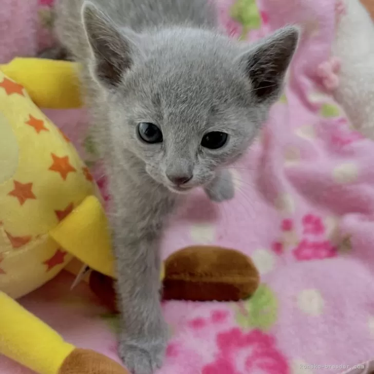 ID：2402-02259の子猫