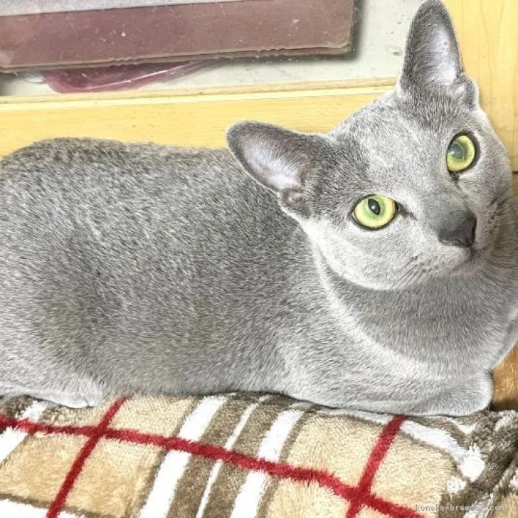 ID：2303-00265の子猫