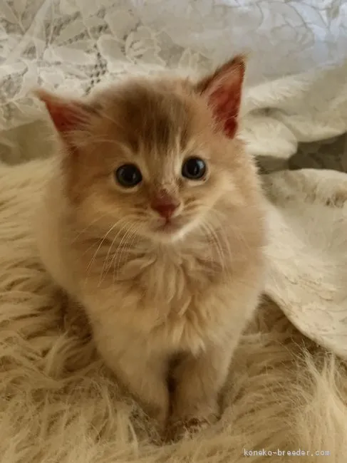 ID：1904-01758の子猫