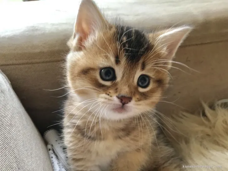 ID:1903-00825の子猫