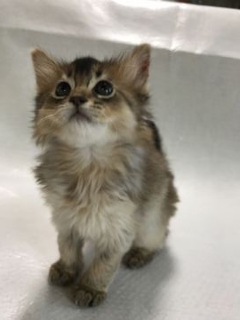 ソマリ【静岡県・男の子・2018年12月2日・ルディ】の写真「まあるいお目目のふわふわ君」