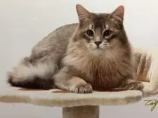 ソマリ【静岡県・男の子・2018年7月18日・ブルーシルバー(ロング)】の写真1