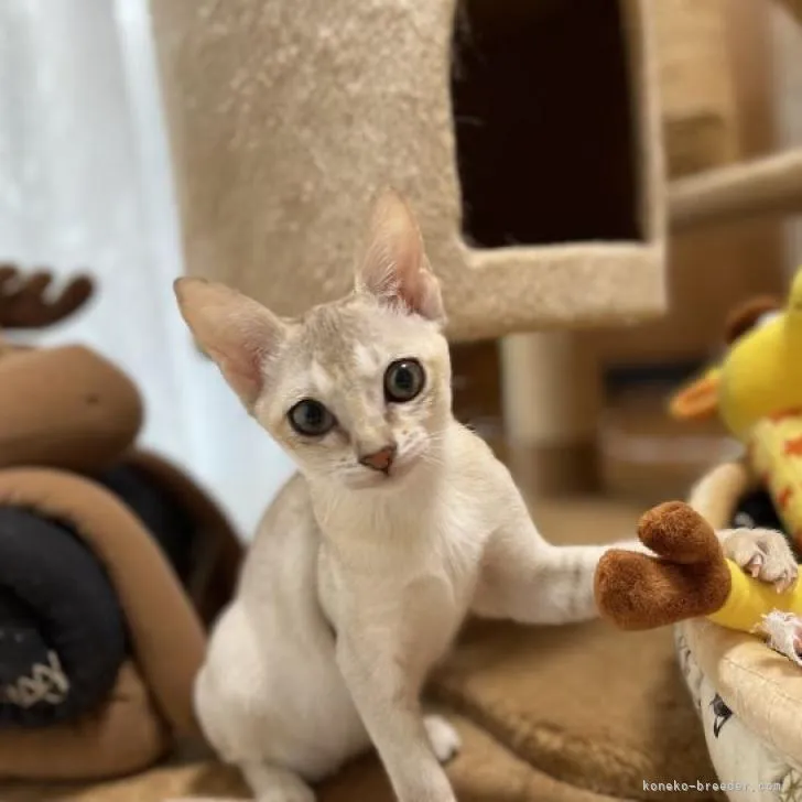 ID:2209-02776の子猫