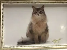 ソマリ【静岡県・男の子・2018年7月18日・ブルーシルバー(ロング)】の写真2