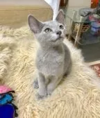 ロシアンブルー【静岡県・男の子・2019年5月5日・ブルー】の写真3「2019.7.30撮影シルバーグレーのコートが綺麗でしょ！」