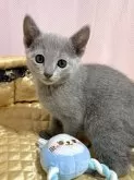 ロシアンブルー【静岡県・男の子・2024年4月14日・ブルー(プラチナブルー ショートダブルコート)】の写真4