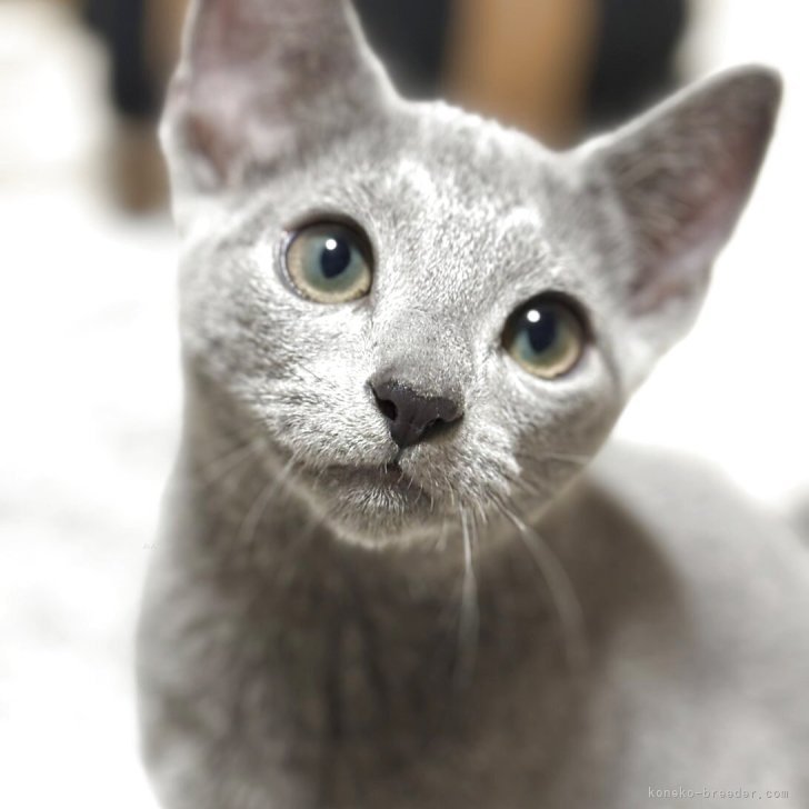 ブリーダー画像