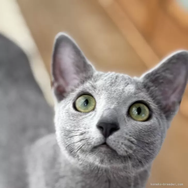 ID：2411-01340の子猫