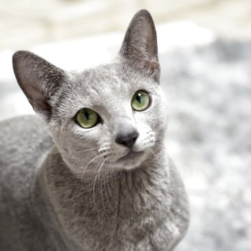 ロシアンブルー【静岡県・男の子・2024年9月9日・ブルー(ショートダブルコート)】の写真「美猫！パパ猫TICAのトリプルグランドチャンピオン」