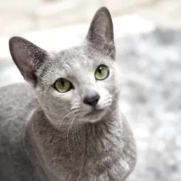 child_img_1_thumb_mob_5c202063