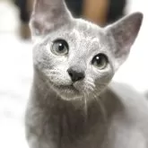 ロシアンブルー