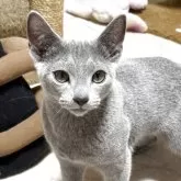 ロシアンブルー