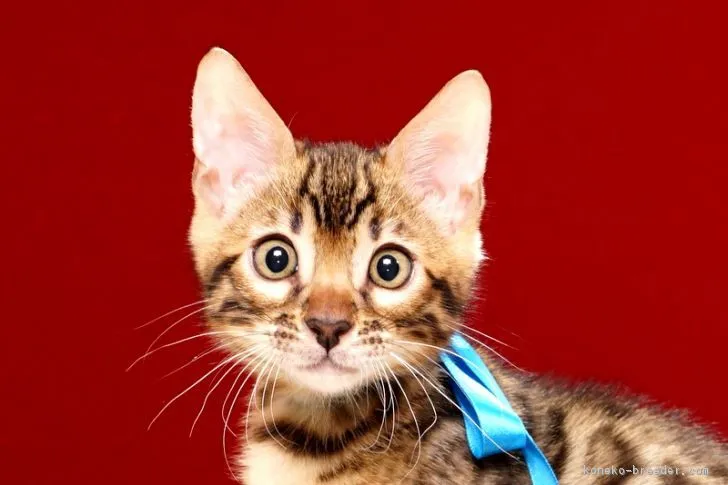 ID:1709-01048の子猫