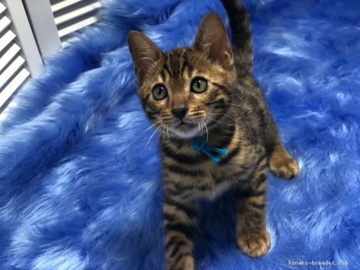 ID:2102-00299の子猫