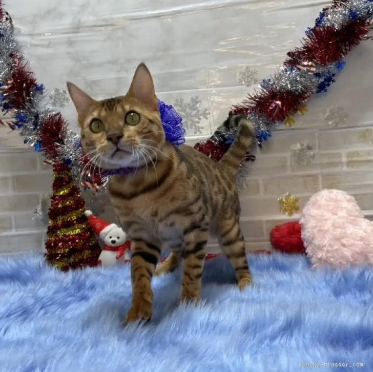 ID:2205-03084の子猫