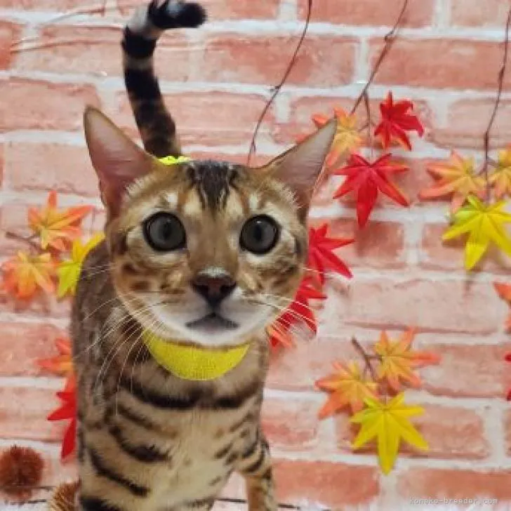 ID:2205-00931の子猫