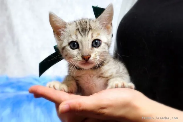 ID：1704-00398の子猫