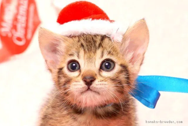 ID:1612-00503の子猫