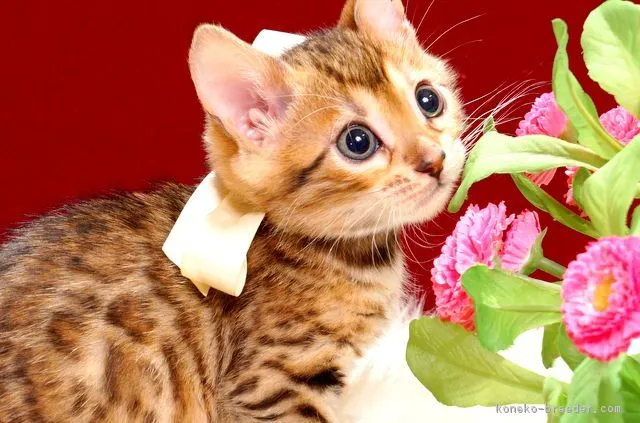 ID：1806-00943の子猫