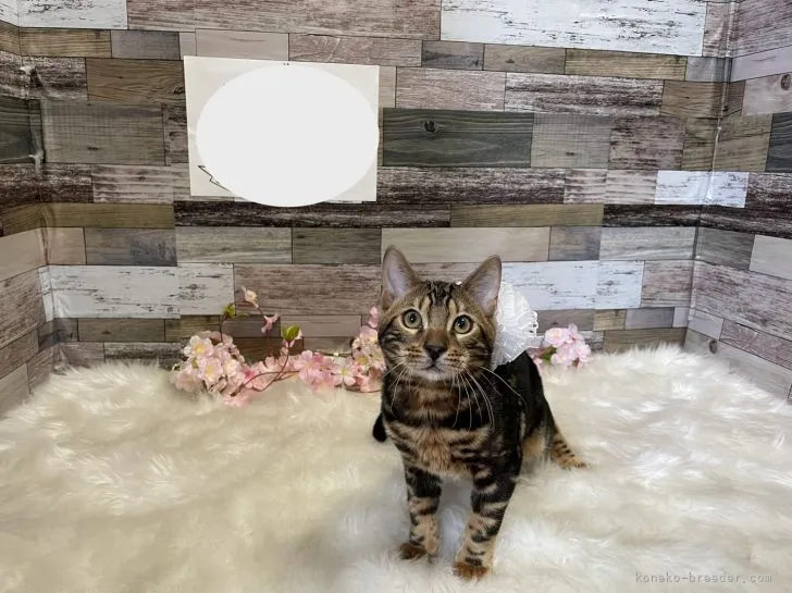 ID:2201-00216の子猫