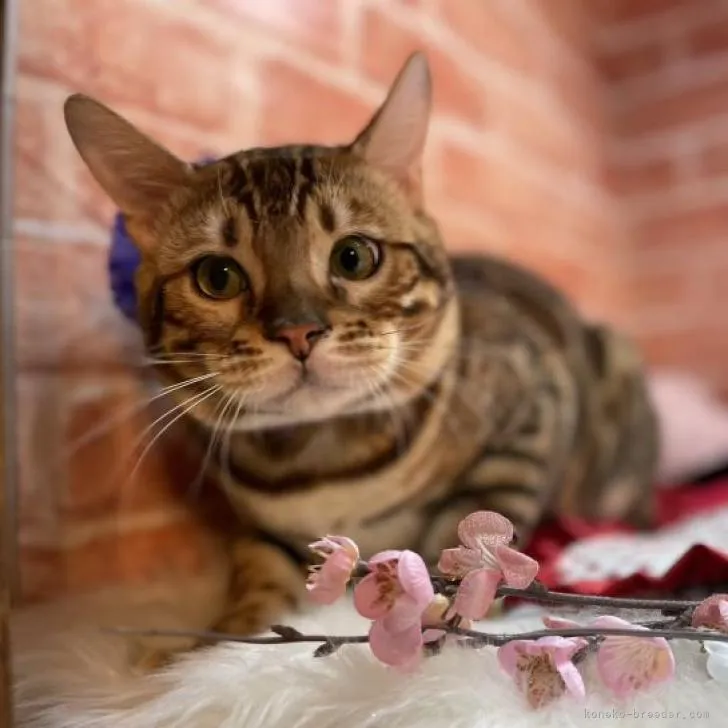 ID：2206-02381の子猫