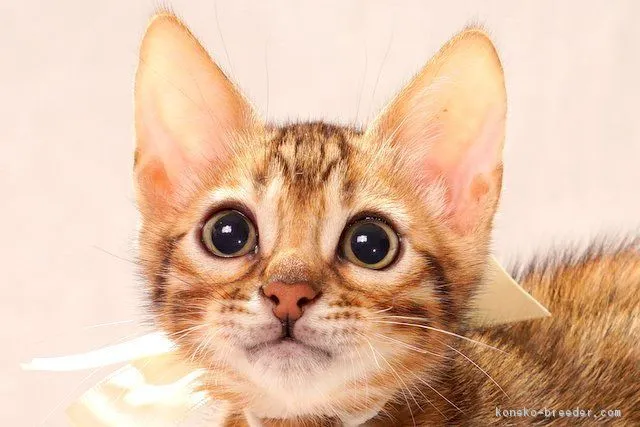 ID:1612-00617の子猫