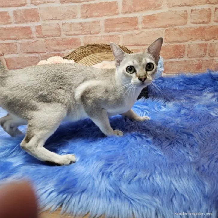 ID:2302-01068の子猫