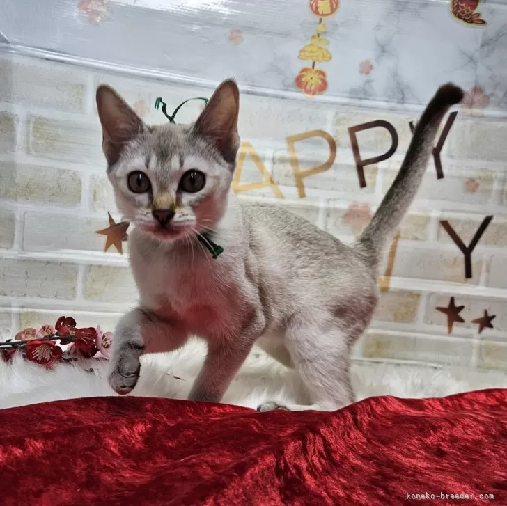 ID:2311-01519の子猫