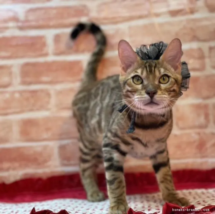 ID：2211-00954の子猫