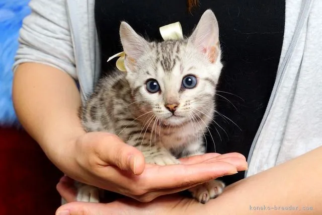 ID:1704-00365の子猫