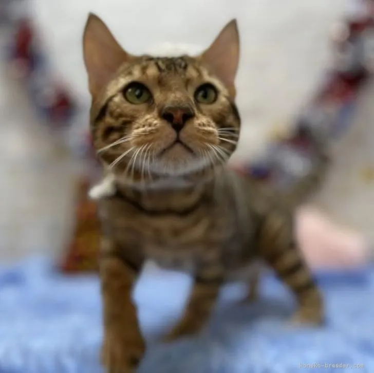 ID:2205-03083の子猫
