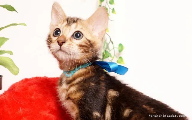 Masaa 様のお迎えした子猫