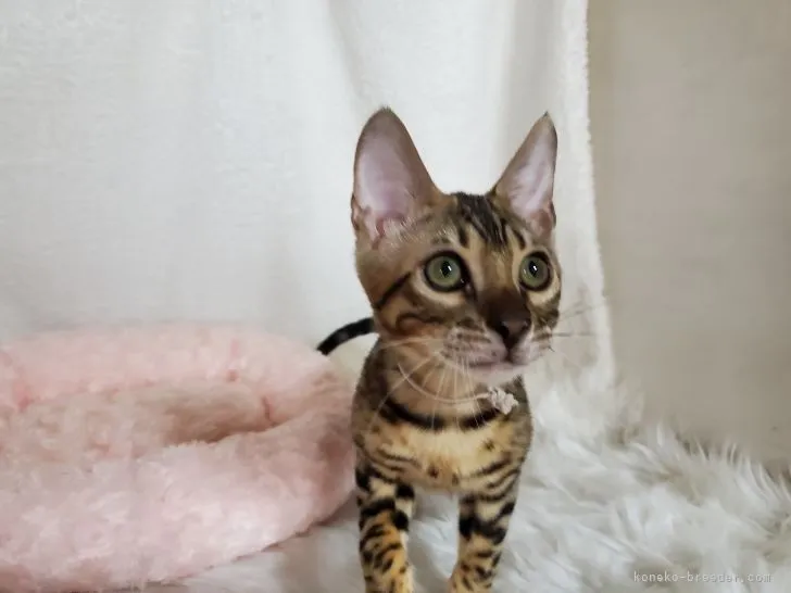 ID:2104-00826の子猫
