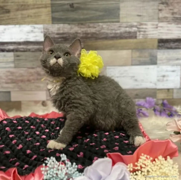 ID：2204-00463の子猫