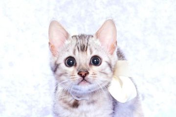 ベンガル【神奈川県・女の子・2017年10月21日・シルバースポッテッドタビー】の写真「運動神経バツグンの人懐っこい元気な女の子です♪」